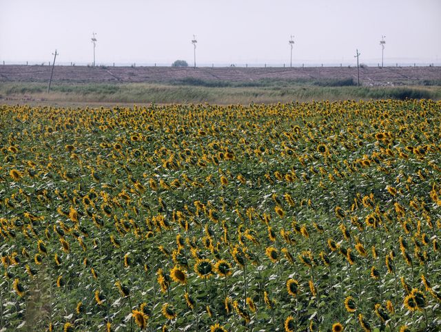 A dense field of sunflowers